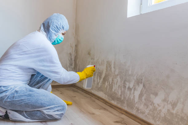 Black mold inspection in Ocoee