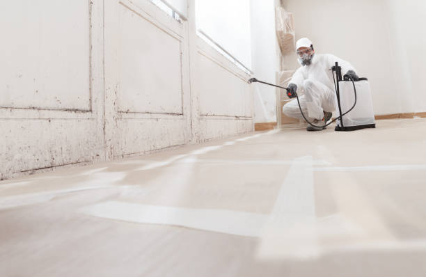 Black mold remediation team in Ocoee